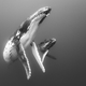 Image: Wildlife Photographer of the Year / Ray Chin